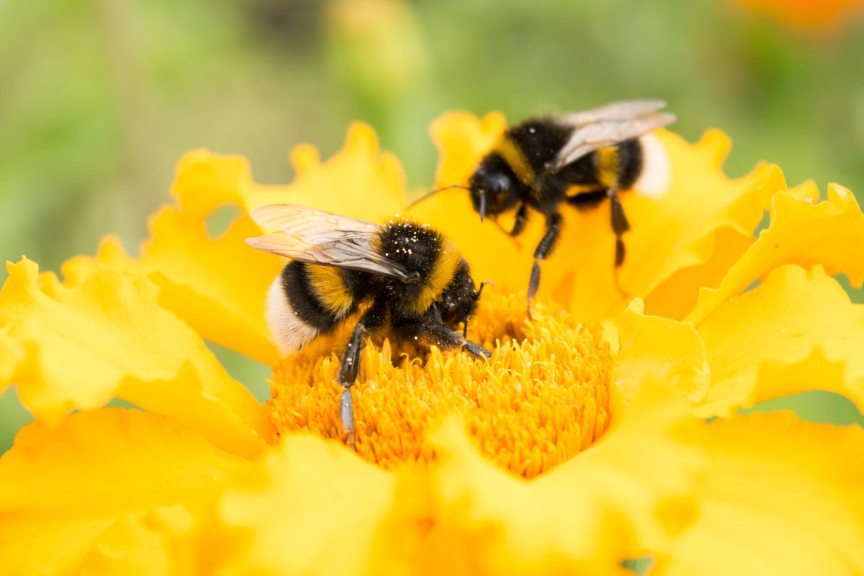 Bumblebee flower